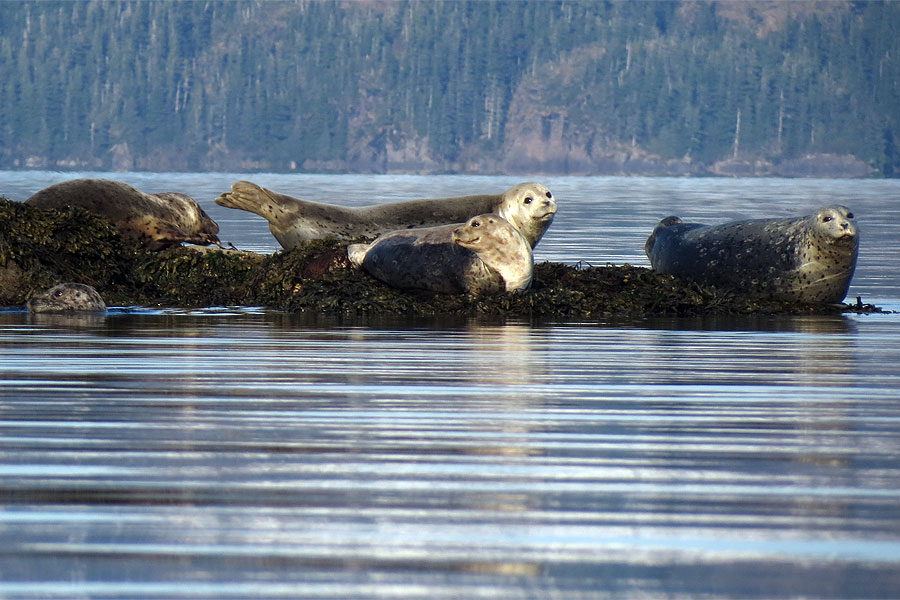 Alaska Sea Kayaking Tour Pic