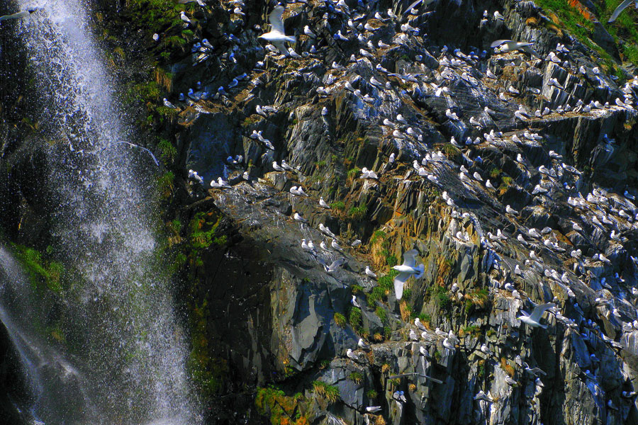 Alaska Sea Kayaking Tour Pic